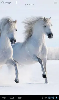 Horses in winter android App screenshot 6