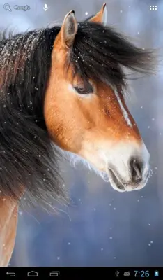 Horses in winter android App screenshot 7